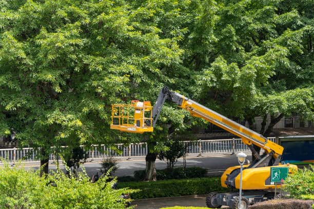 Emergency tree response after storm — Columbia