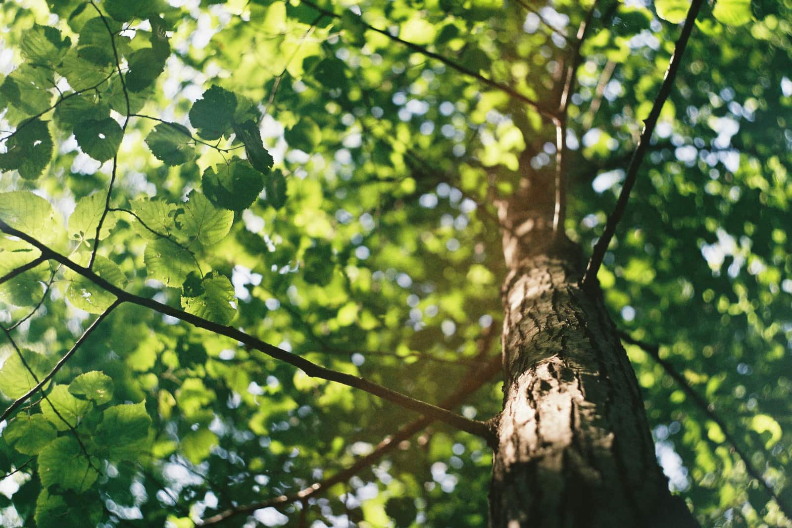 Tree Health and Risk Assessment