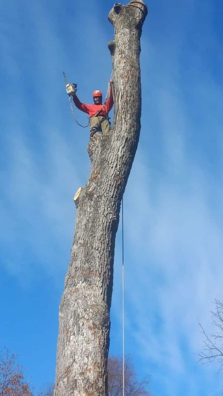 Top Cut Tree Service team on a tree removal job